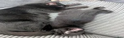 Mixed Breed cats for sale: Male kitten  in London - Advert 2