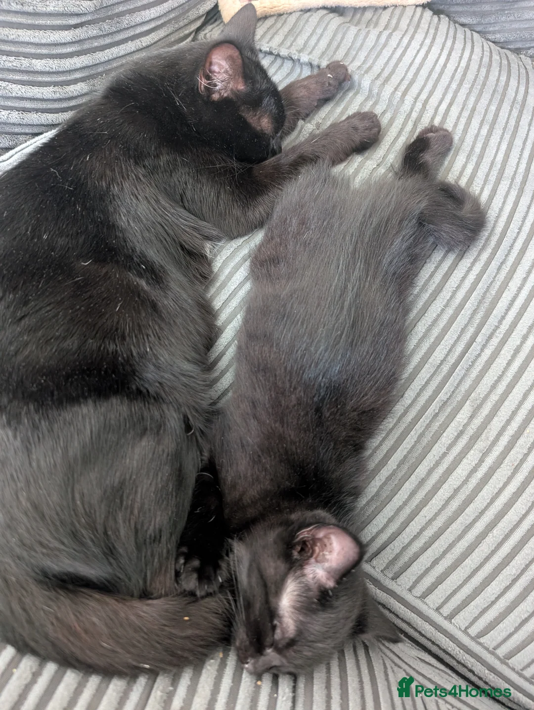 Mixed Breed cats for sale: Male kitten  in London - Advert 2