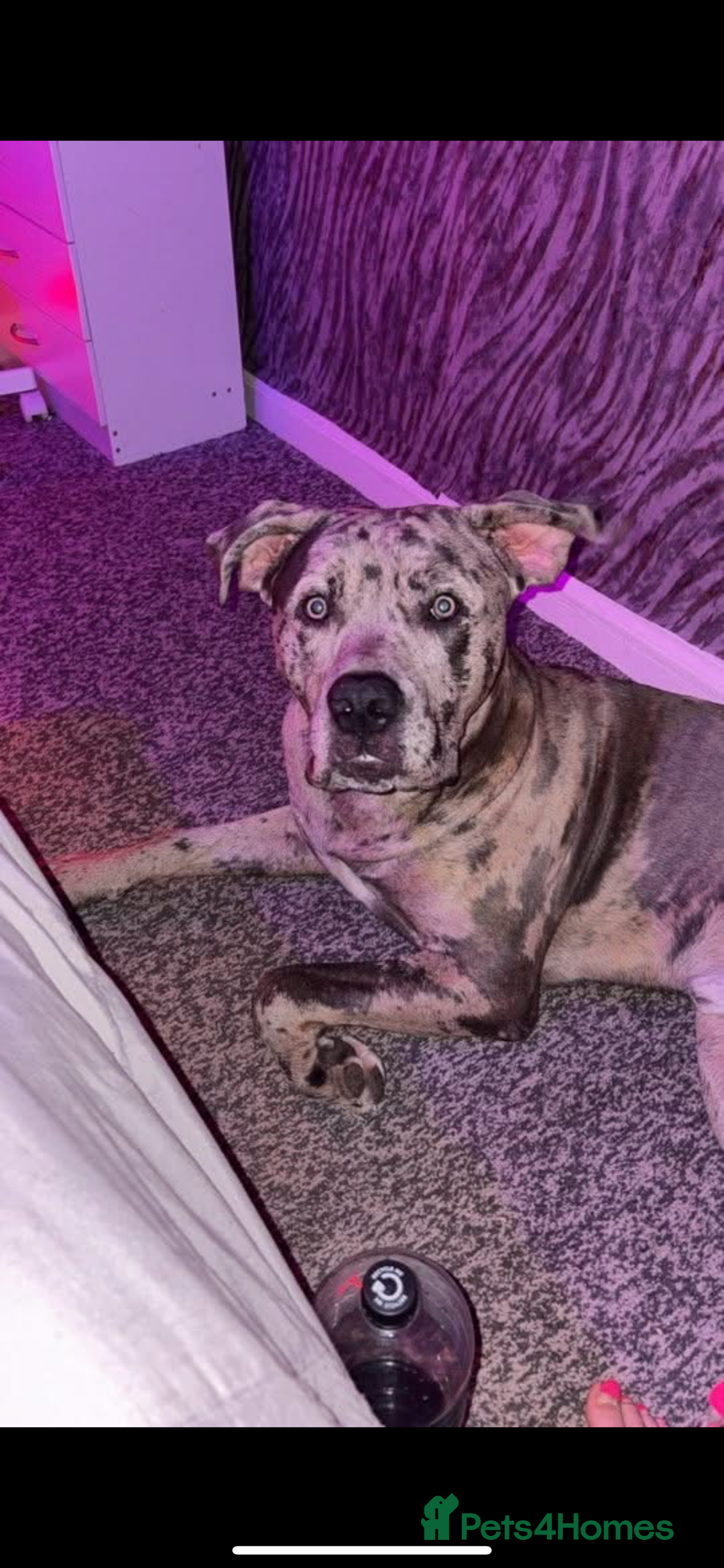 Cane Corso dogs for stud: Merle came corso for stud  - Image 6