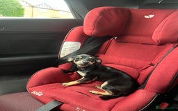 Dachshund dogs for sale: Adult chewinee girl - Image 1