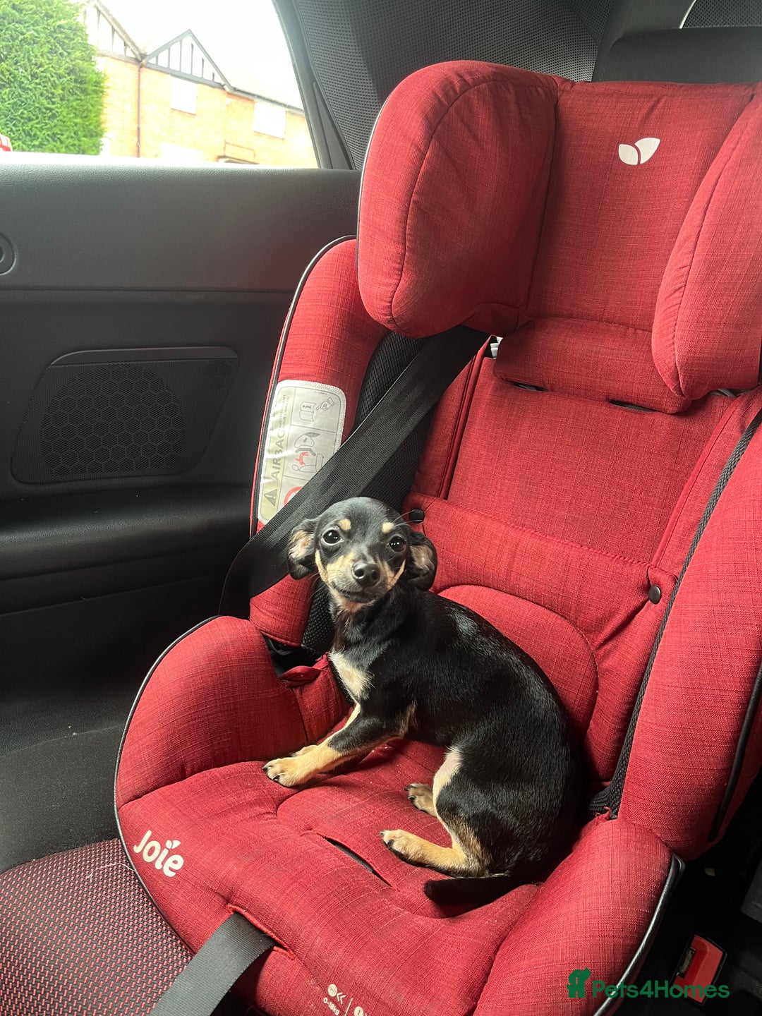 Dachshund dogs for sale: Adult chewinee girl - Image 1