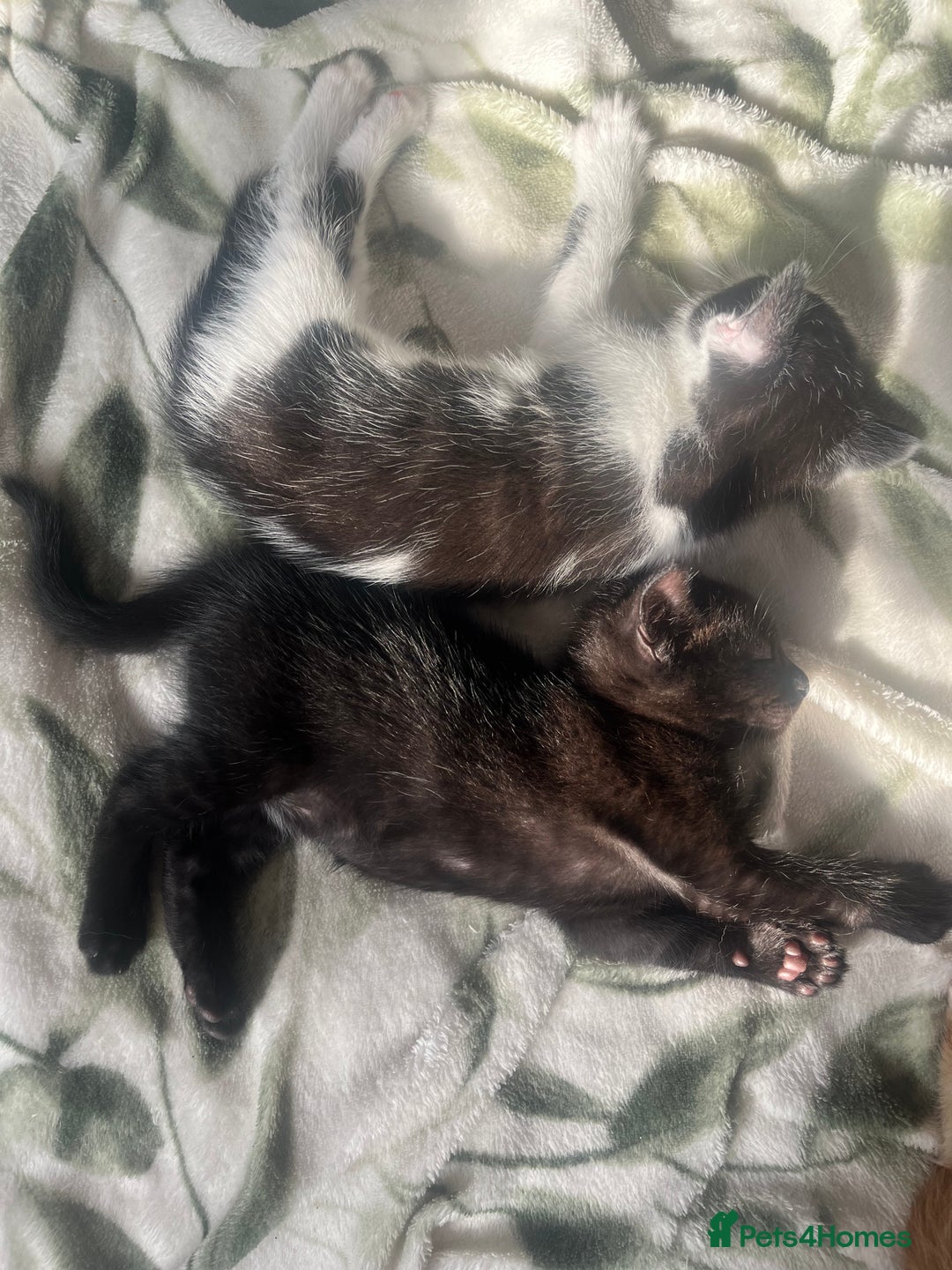 Mixed Breed cats for sale: 3 mixed male kittens for sale - Image 13