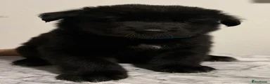 Mixed Breed 1