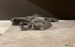 Whippet dogs for sale: 6 gorgeous blue whippet puppies  - Image 15