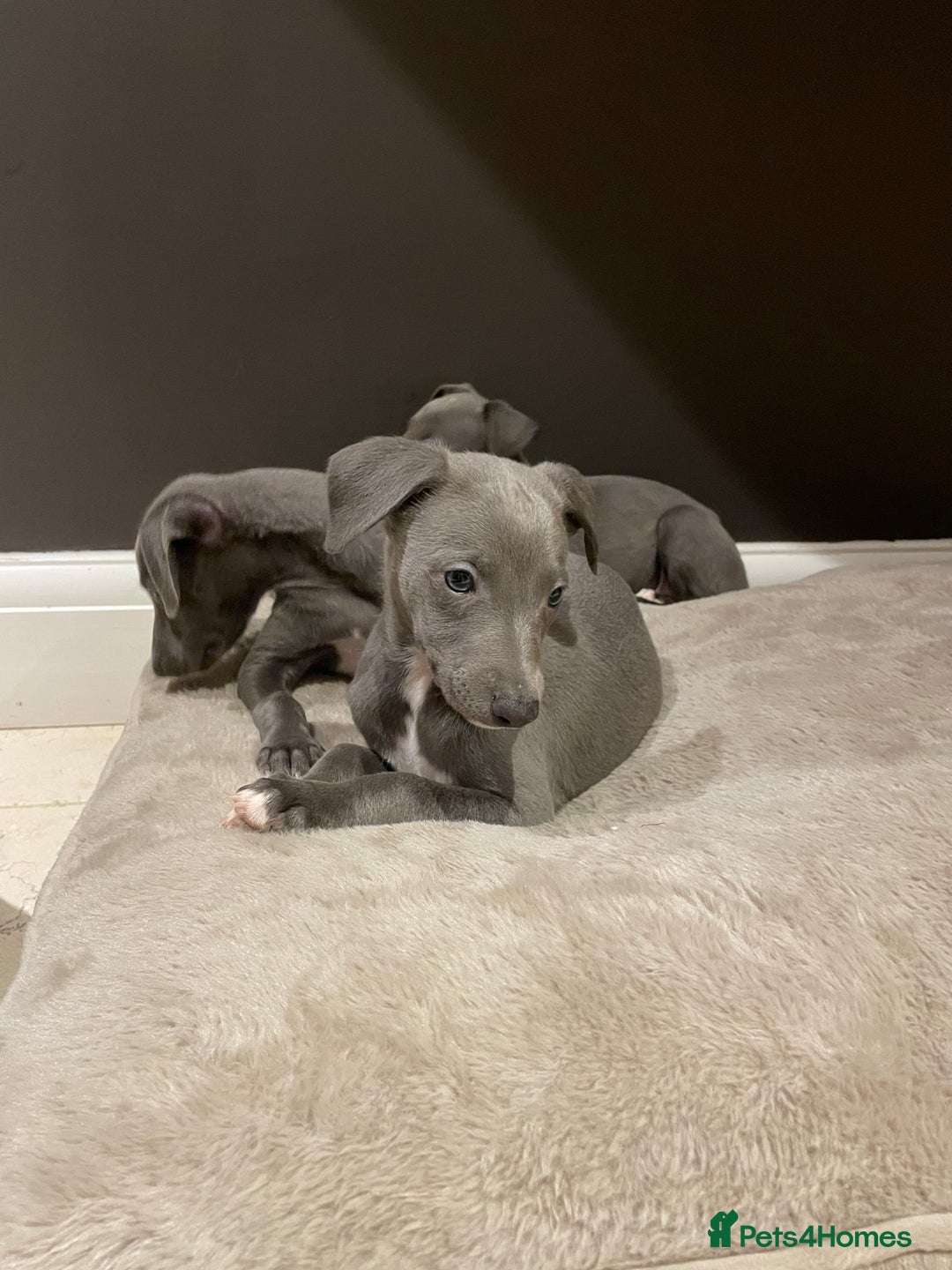 Whippet dogs for sale: 6 gorgeous blue whippet puppies  - Image 15