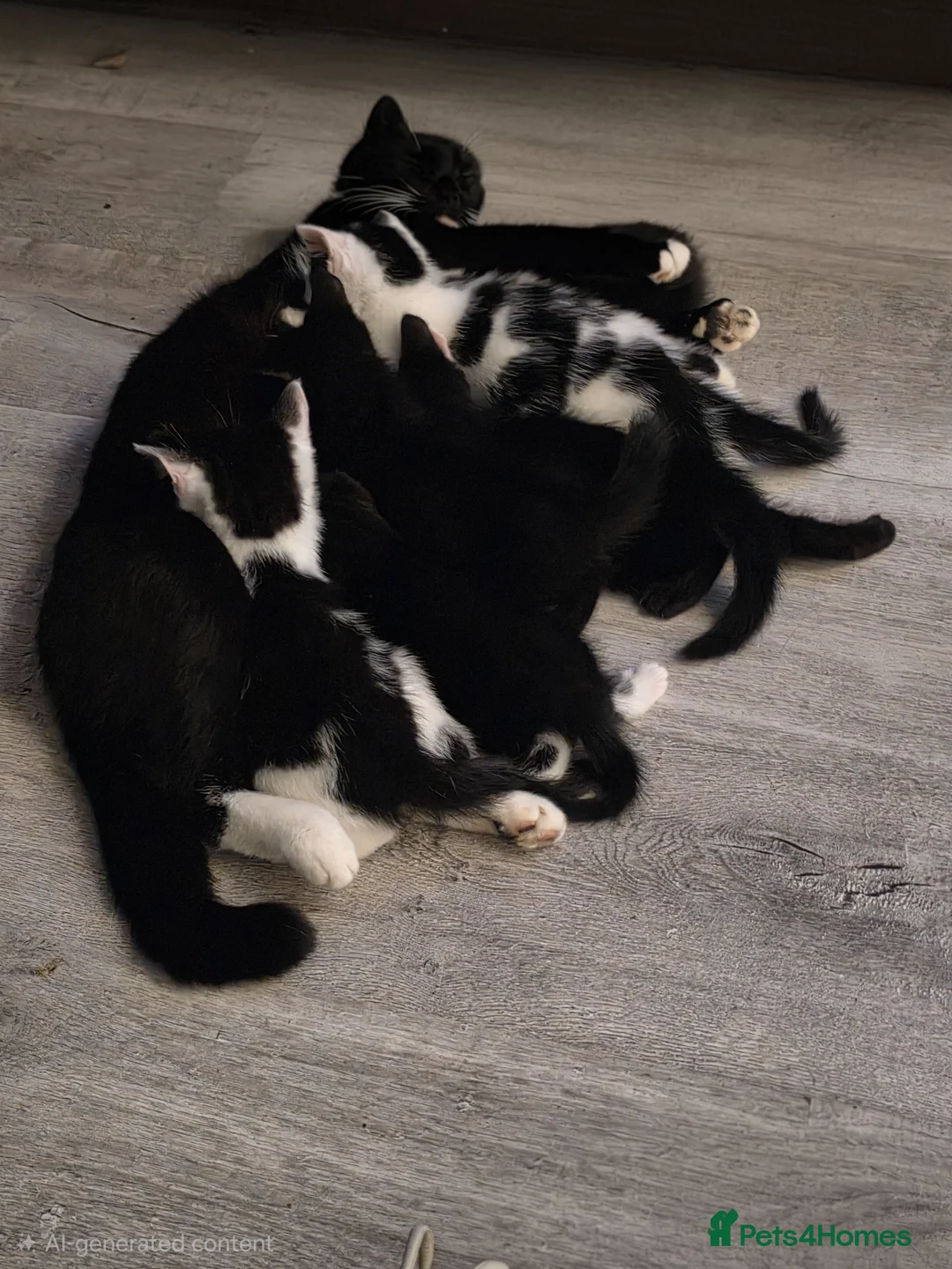 Mixed Breed cats for sale: Kittens  in Saint Helens - Advert 1