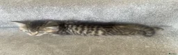 Mixed Breed cats for sale: Adorable Persian-X kittens for sale  - Advert 7