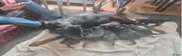 Rottweiler dogs for sale: Beautiful Rottweiler puppy - Advert 3