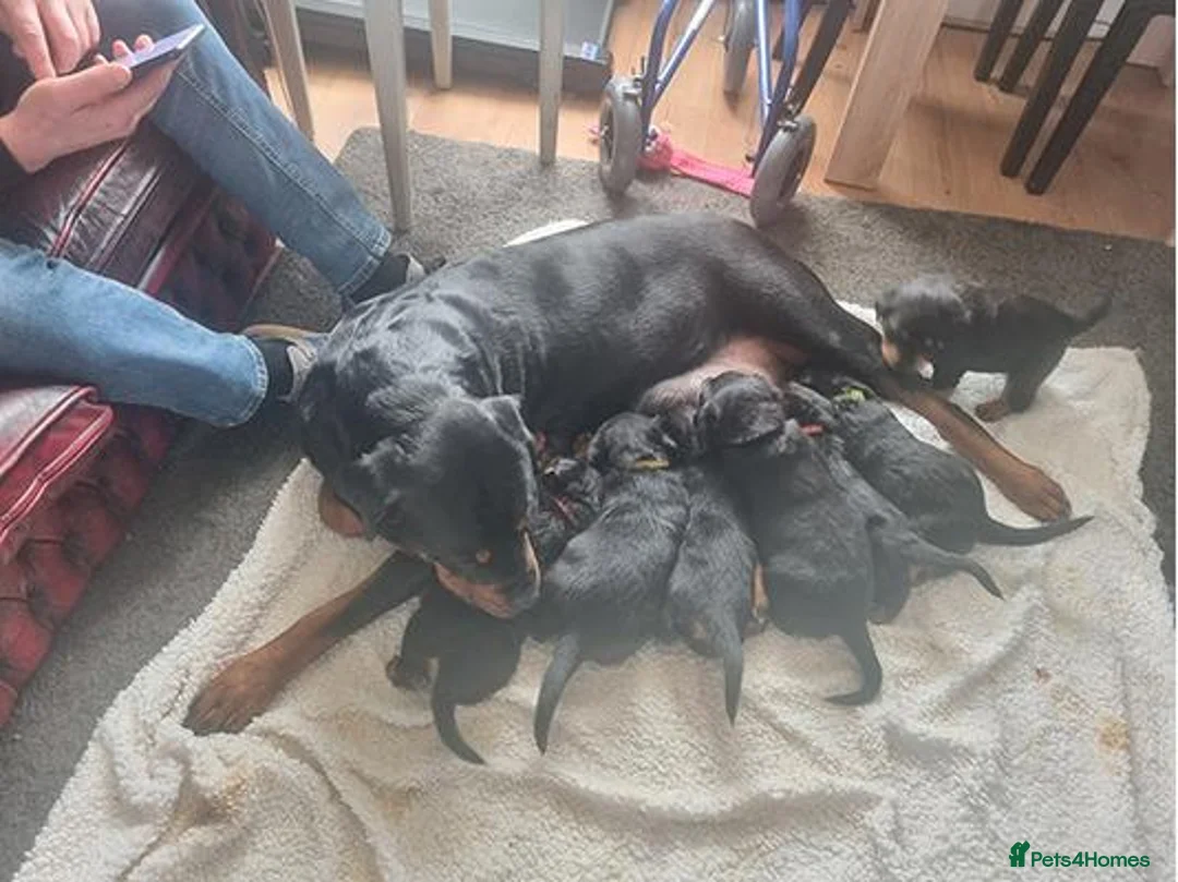 Rottweiler dogs for sale: Beautiful Rottweiler puppy - Advert 3