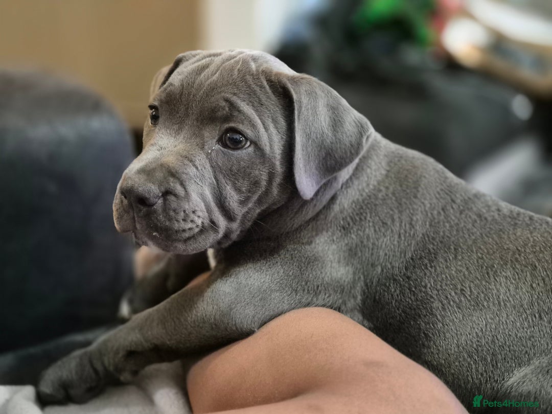 Staffordshire Bull Terrier dogs for sale: **Ready To Leave**KC Blues Champ Blood in Coventry - Image 34