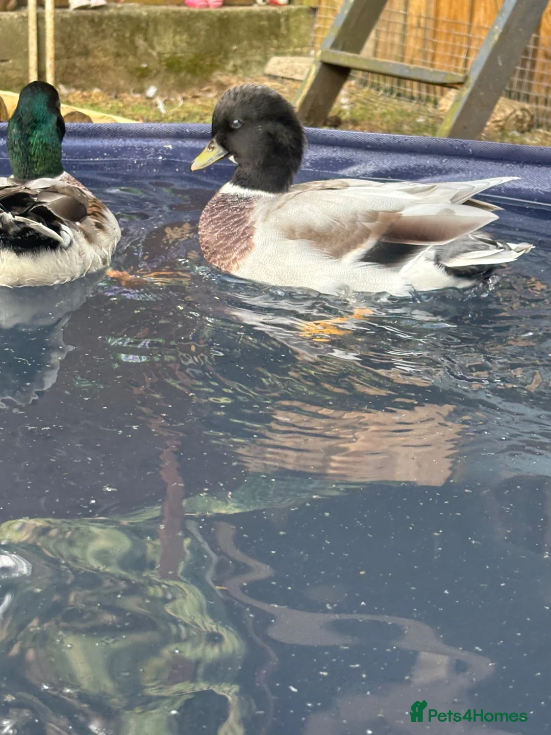 Ducks poultry for sale: Hand reared Drake Call Ducks.  - Advert 2
