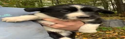 Sprollie dogs for sale: Sprollie puppies for sale in Scotland in Lanark - Advert 10