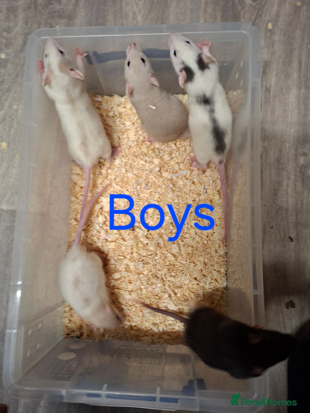 Rat rodents for sale: Fancy Rats  - Advert 2