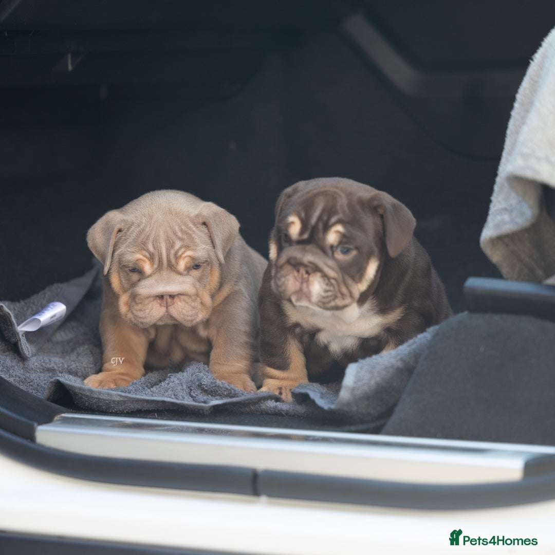 English Bulldog dogs for sale: Top quality English bulldog KC REG - Image 11