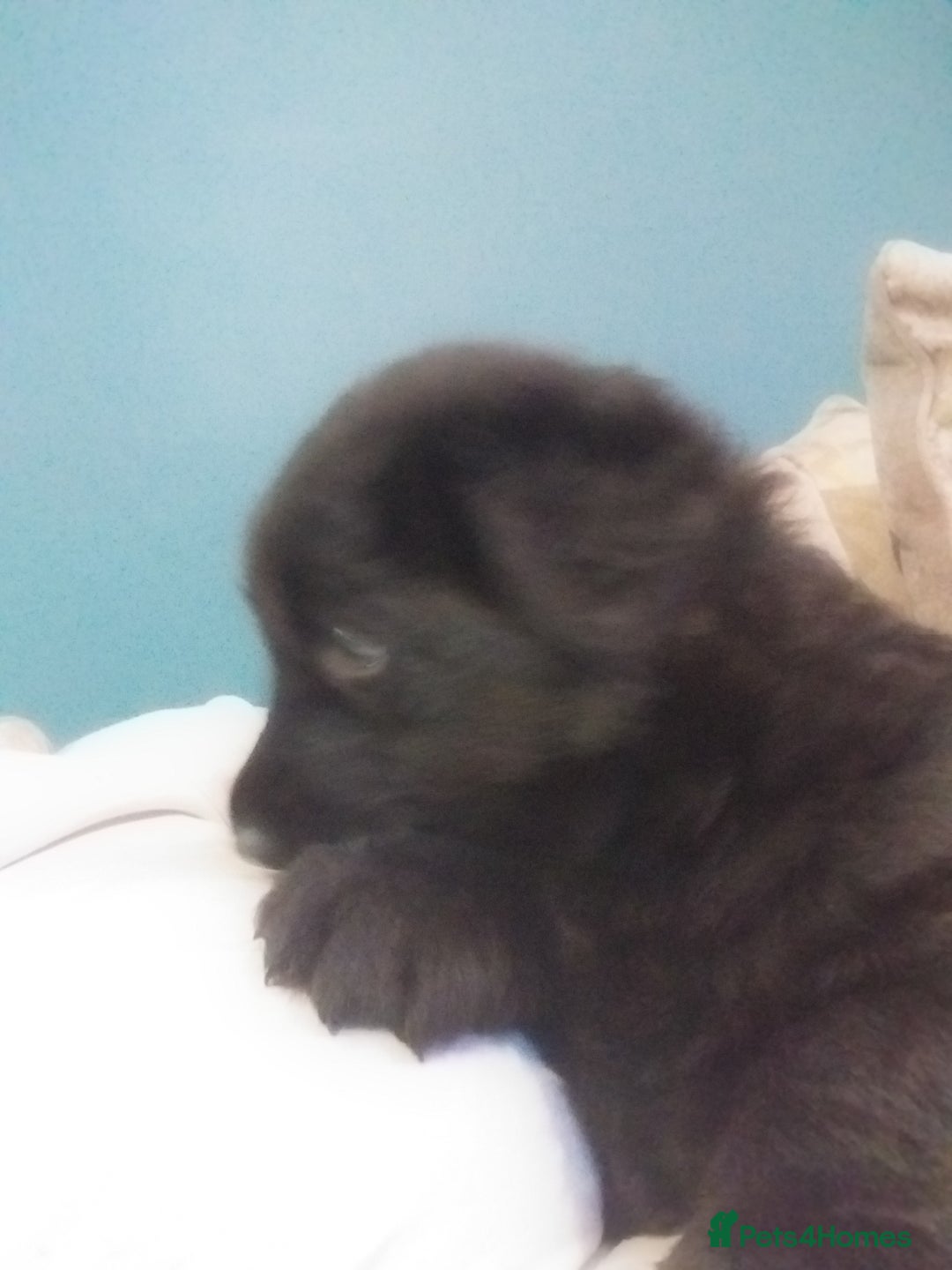 German Shepherd dogs for sale: 2 boy german shepherd puppy's  - Advert 9