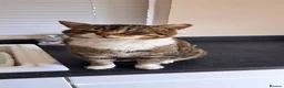 Mixed Breed cats for sale: Sadly rehoming our tabby cat - Advert 2