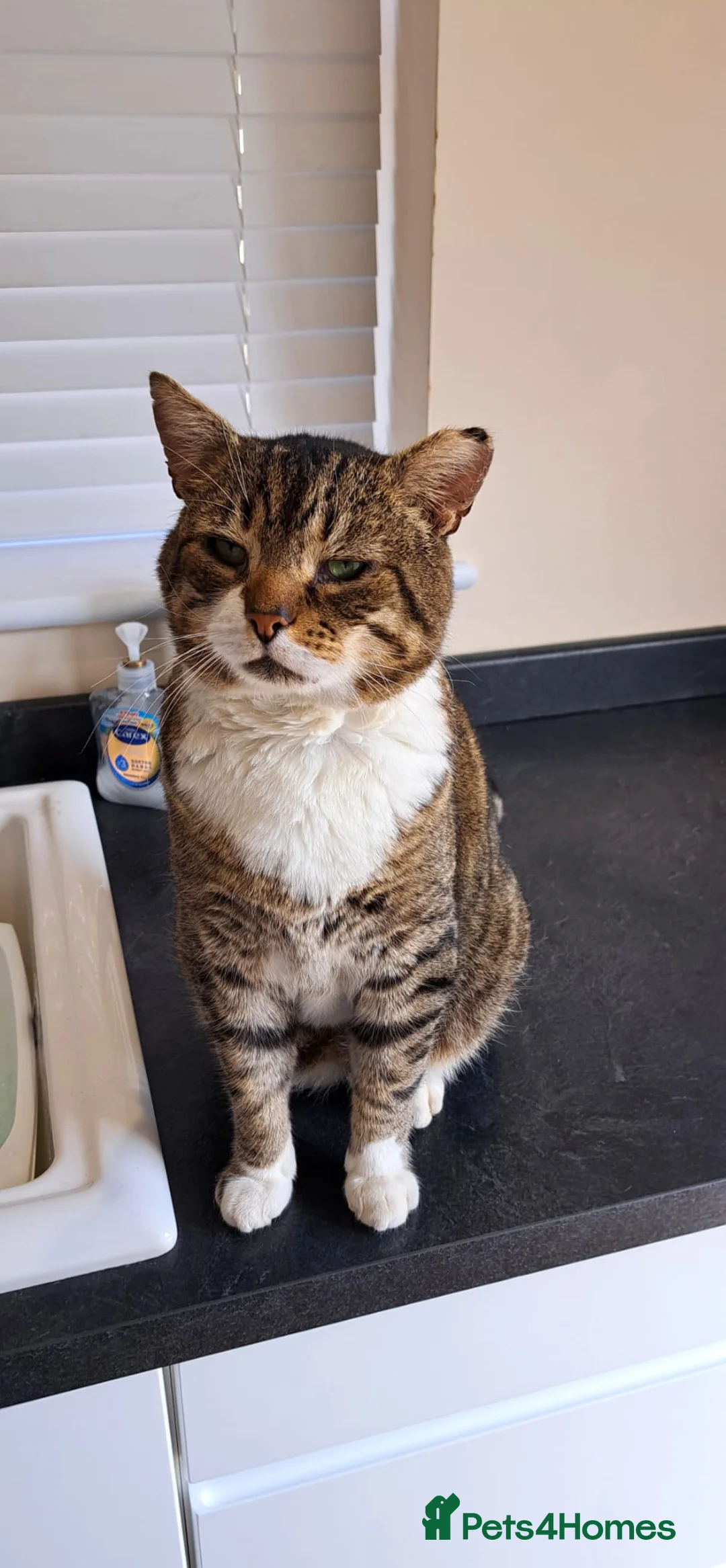 Mixed Breed cats for sale: Sadly rehoming our tabby cat - Advert 2
