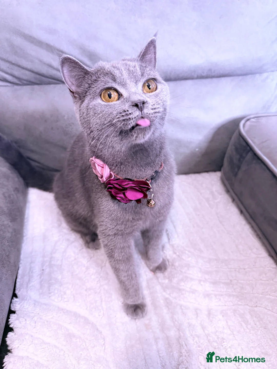 British Shorthair cats for sale: 100% Pure Pedigree Champion line Bsh Reg. Kittens - Advert 5