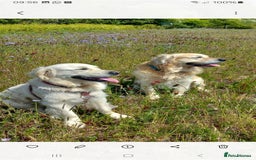 Golden Retriever dogs for sale: Gorgeous pedigree golden retriever puppies - Image 27