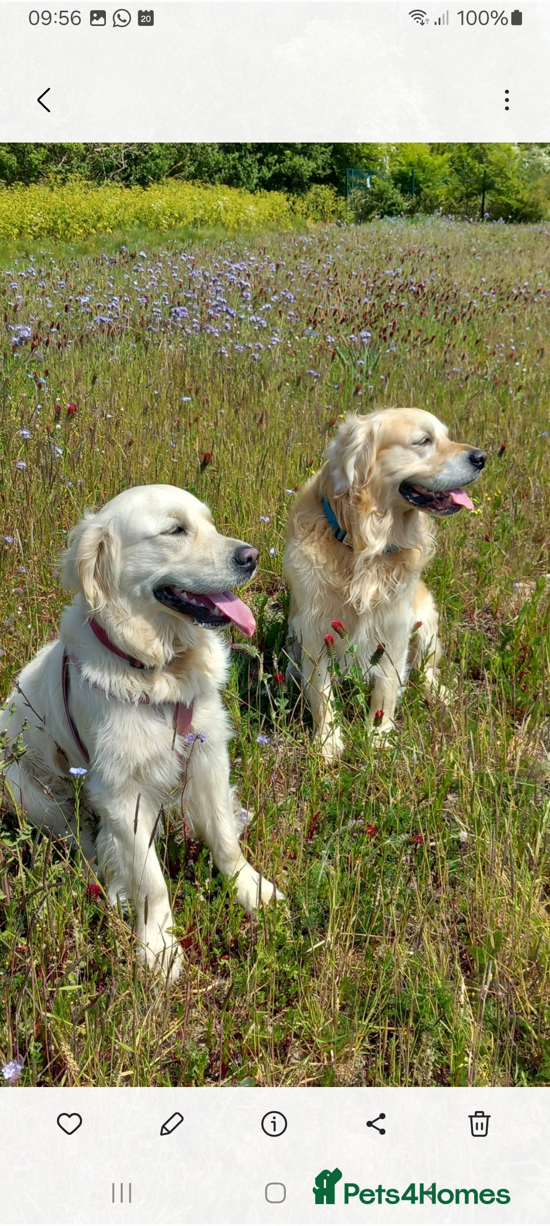 Golden Retriever dogs for sale: Gorgeous pedigree golden retriever puppies - Image 27