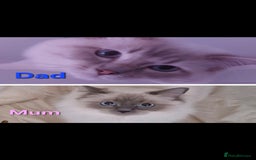 Ragdoll cats for sale: 2 female blue point ragdoll kittens  - Image 16