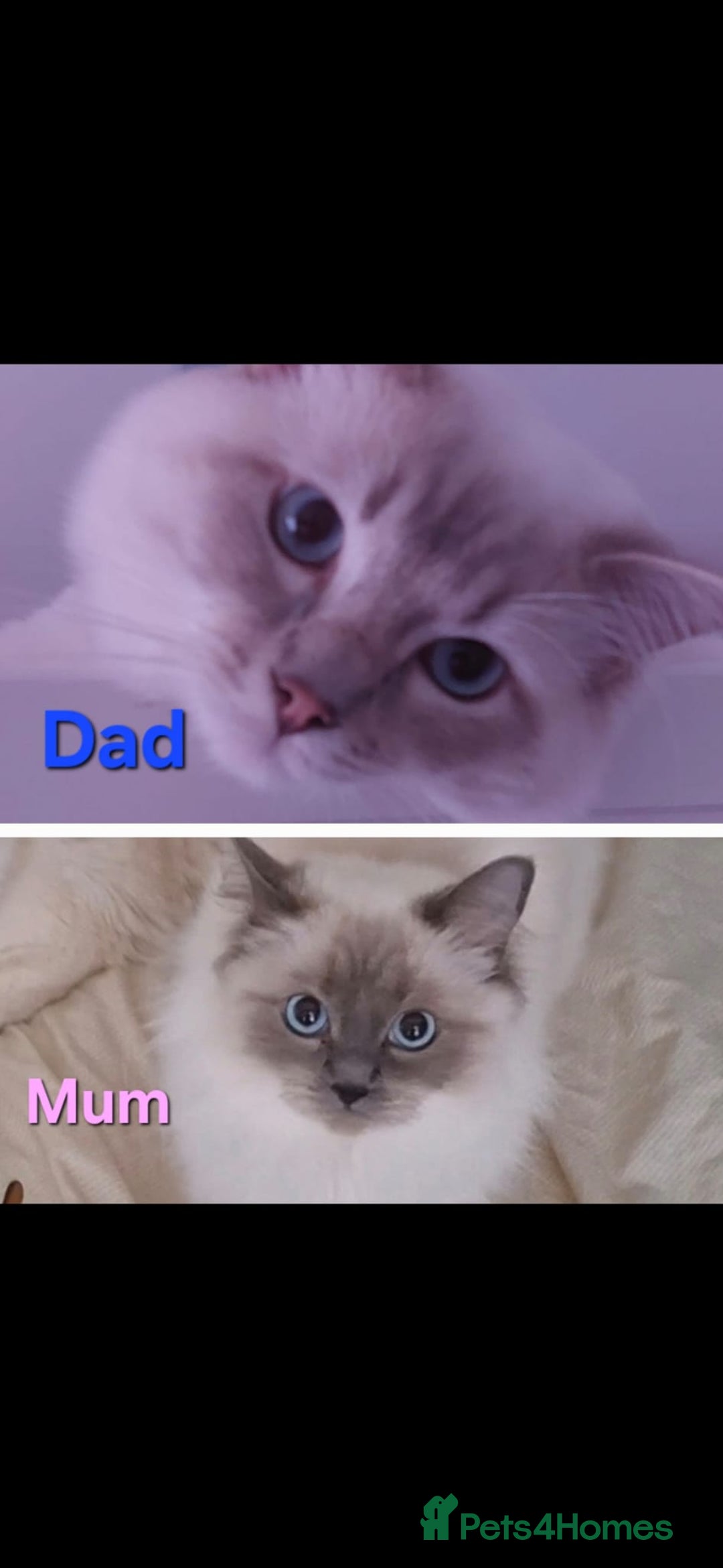 Ragdoll cats for sale: 2 female blue point ragdoll kittens  - Image 16