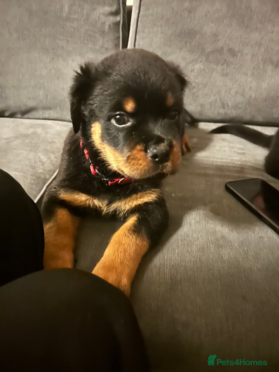 Rottweiler dogs for sale: Chunky Rottweilers for Sale - Image 9