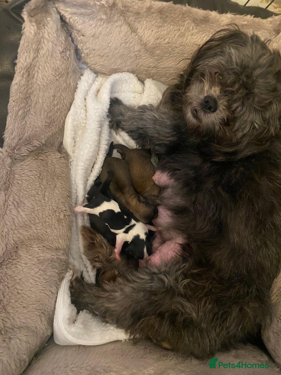 Shih Tzu dogs for sale: pure breed shih tzu puppies - Advert 4