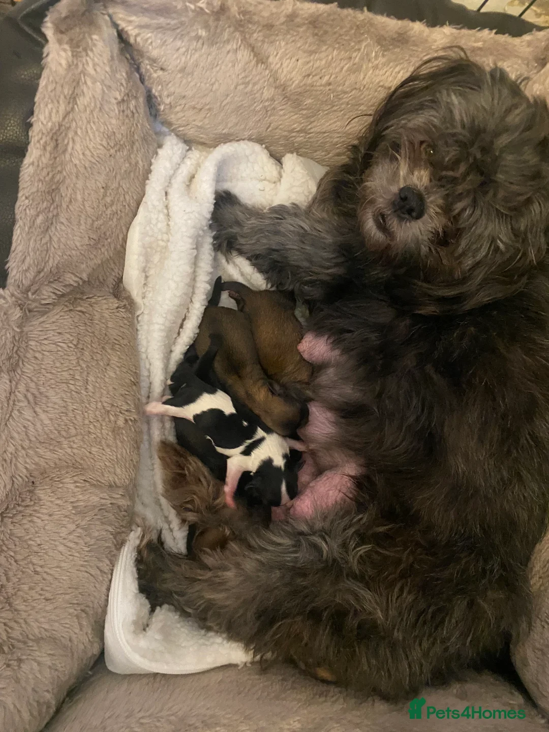 Shih Tzu dogs for sale: pure breed shih tzu puppy , only 1 left - Advert 10
