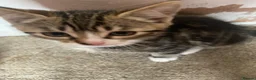 Mixed Breed cats for sale: 2 adorable male kittens ready to find a new home in Manchester - Advert 3