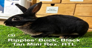 Rex rabbits - Advert 13
