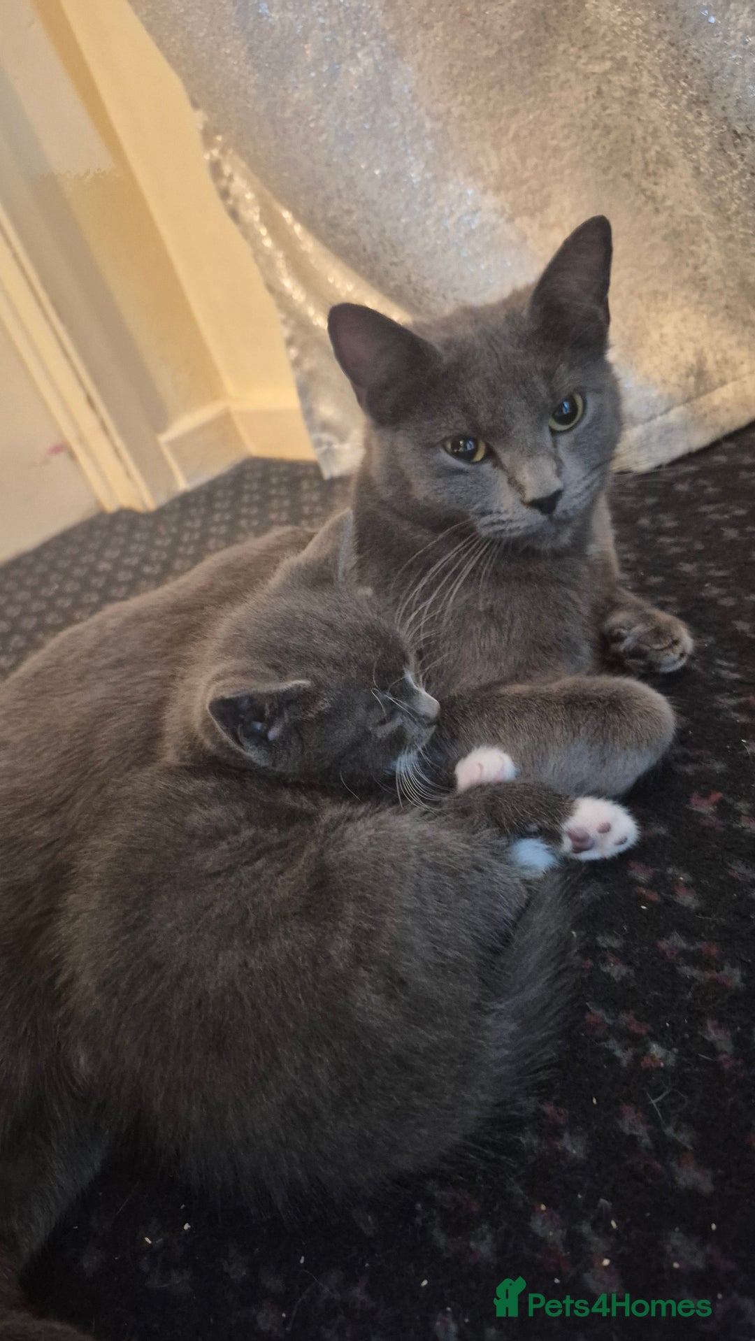 Mixed Breed cats for sale: Kittens  - Advert 1