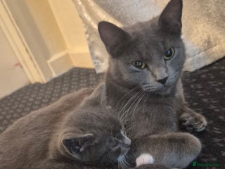 Mixed Breed cats Kittens - Advert 2