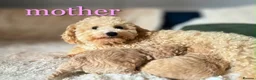Maltipoo dogs for sale: 🐾our adorable F1 Maltipoo twin puppies🐾 - Advert 8