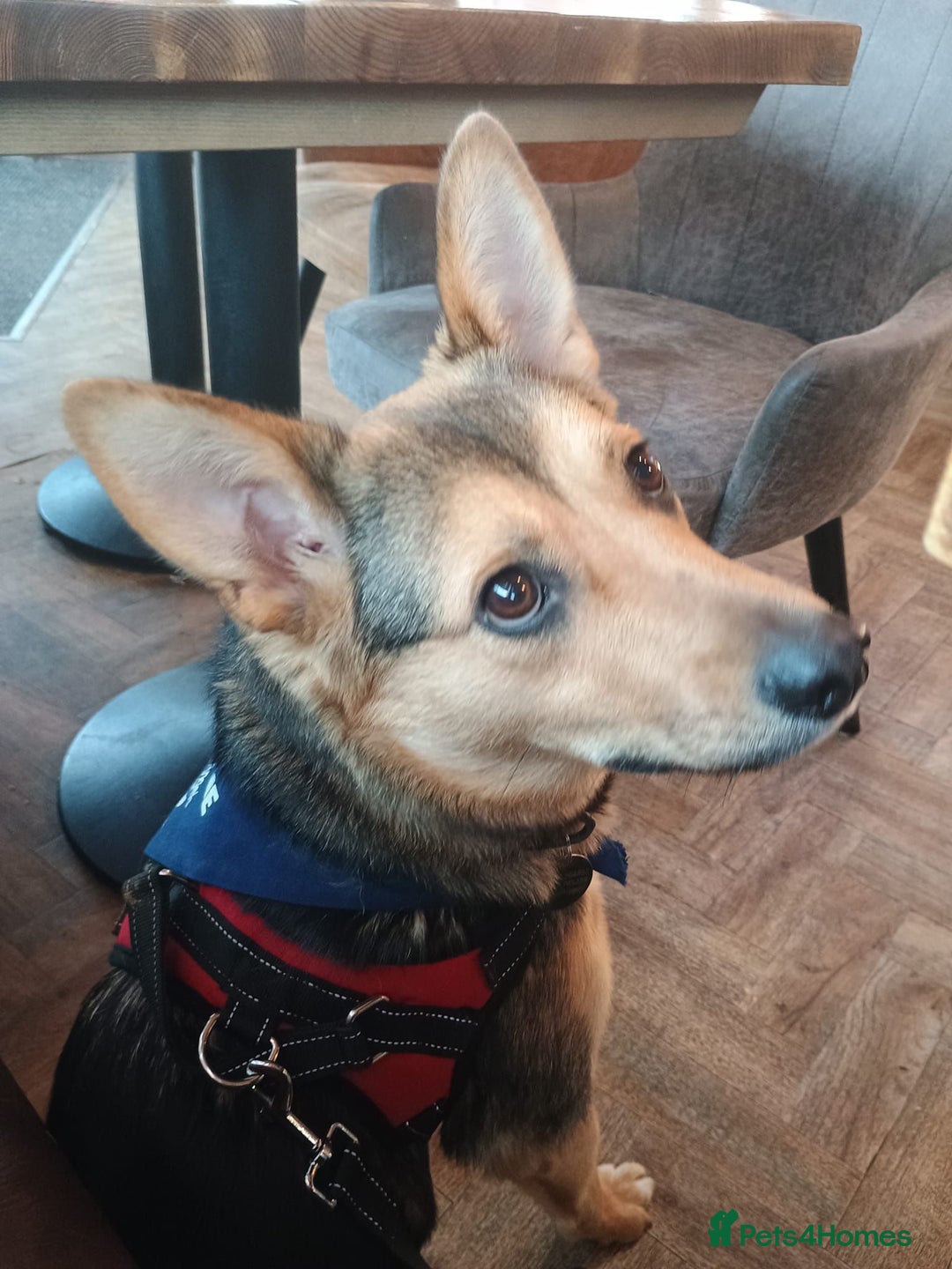 Mixed Breed dogs for adoption: Efa 🐾 would love a doggy sibling - Advert 12