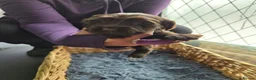 Cocker Spaniel dogs for sale: Beautiful Cocker spaniels pups  - Advert 8