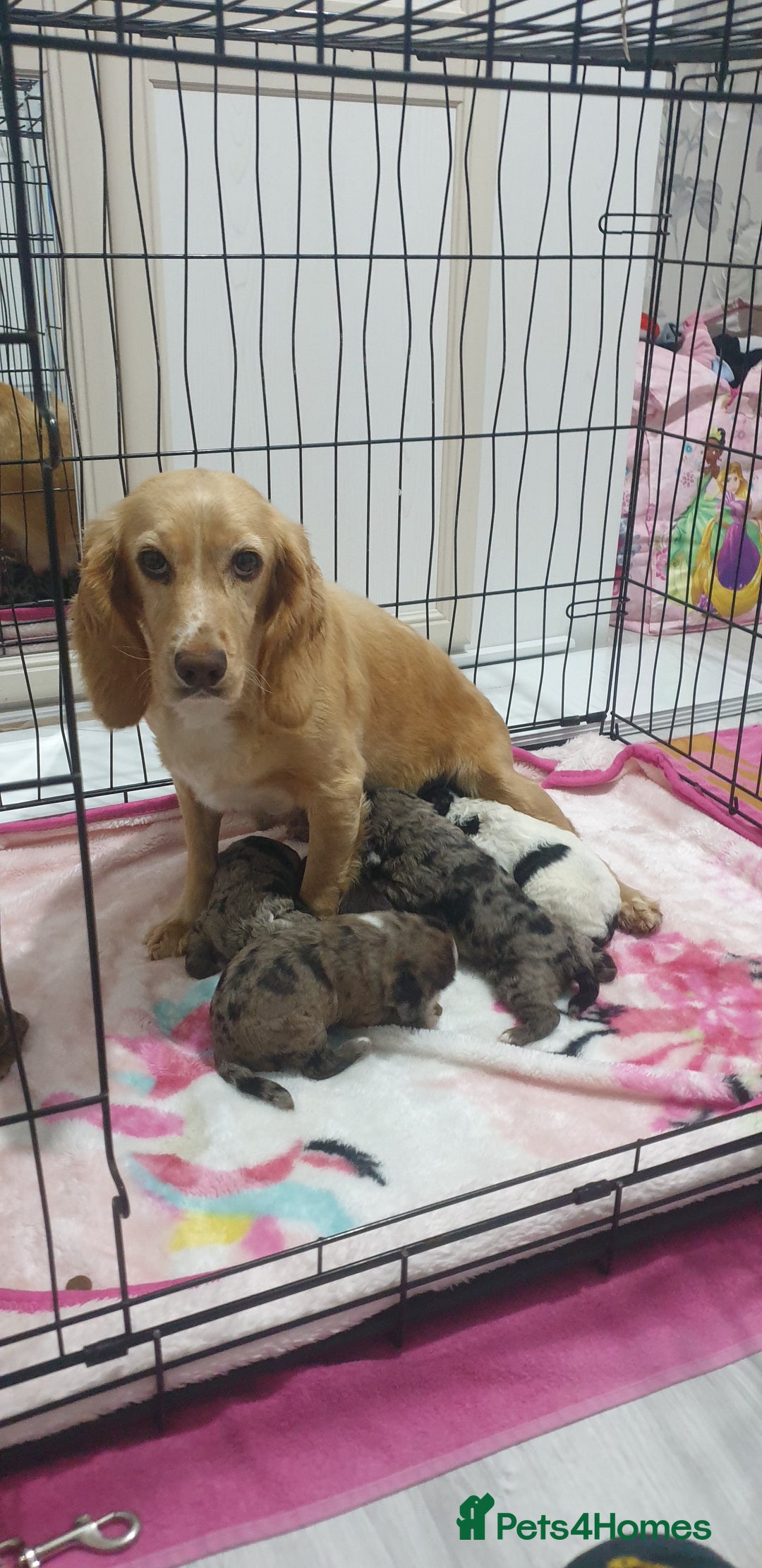 Cocker Spaniel dogs for sale: Cocker spaniel puppies  - Image 3