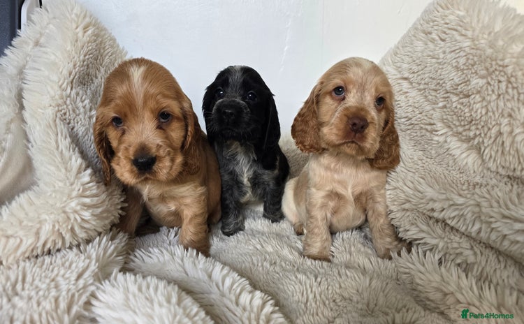 Cocker Spaniel dogs Show Type KC Reg Health Tested Cocker Spaniels - Advert 2
