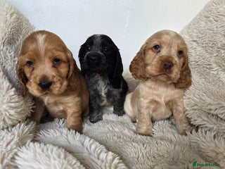 Cocker Spaniel dogs Show Type KC Reg Health Tested Cocker Spaniels - Advert 6