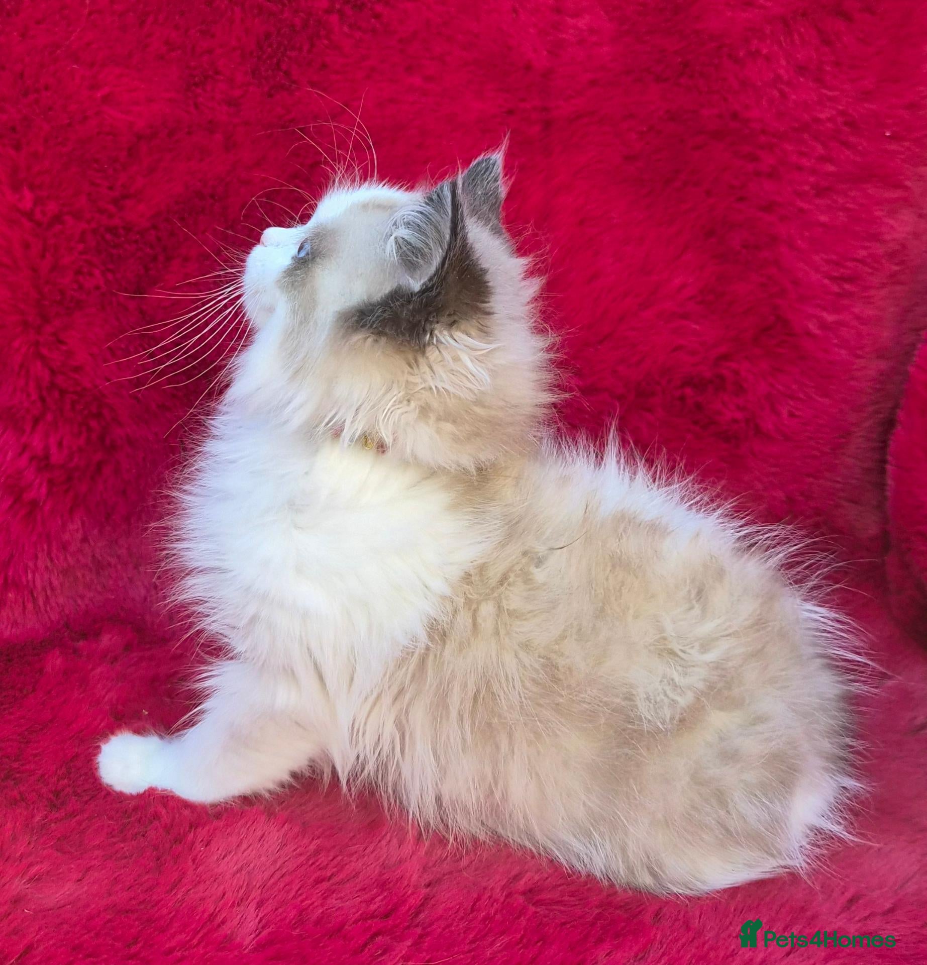 Ragdoll cats for sale: GCCF Registered Ragdoll Kittens  - Advert 1