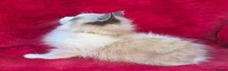 Ragdoll cats for sale: GCCF Registered Ragdoll Kittens  - Advert 8