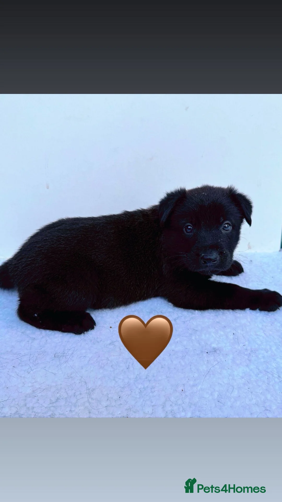 German Shepherd dogs for stud: PROVEN BIG BONED GERMAN SHEPHERD FOR STUD  in Romford - Advert 36