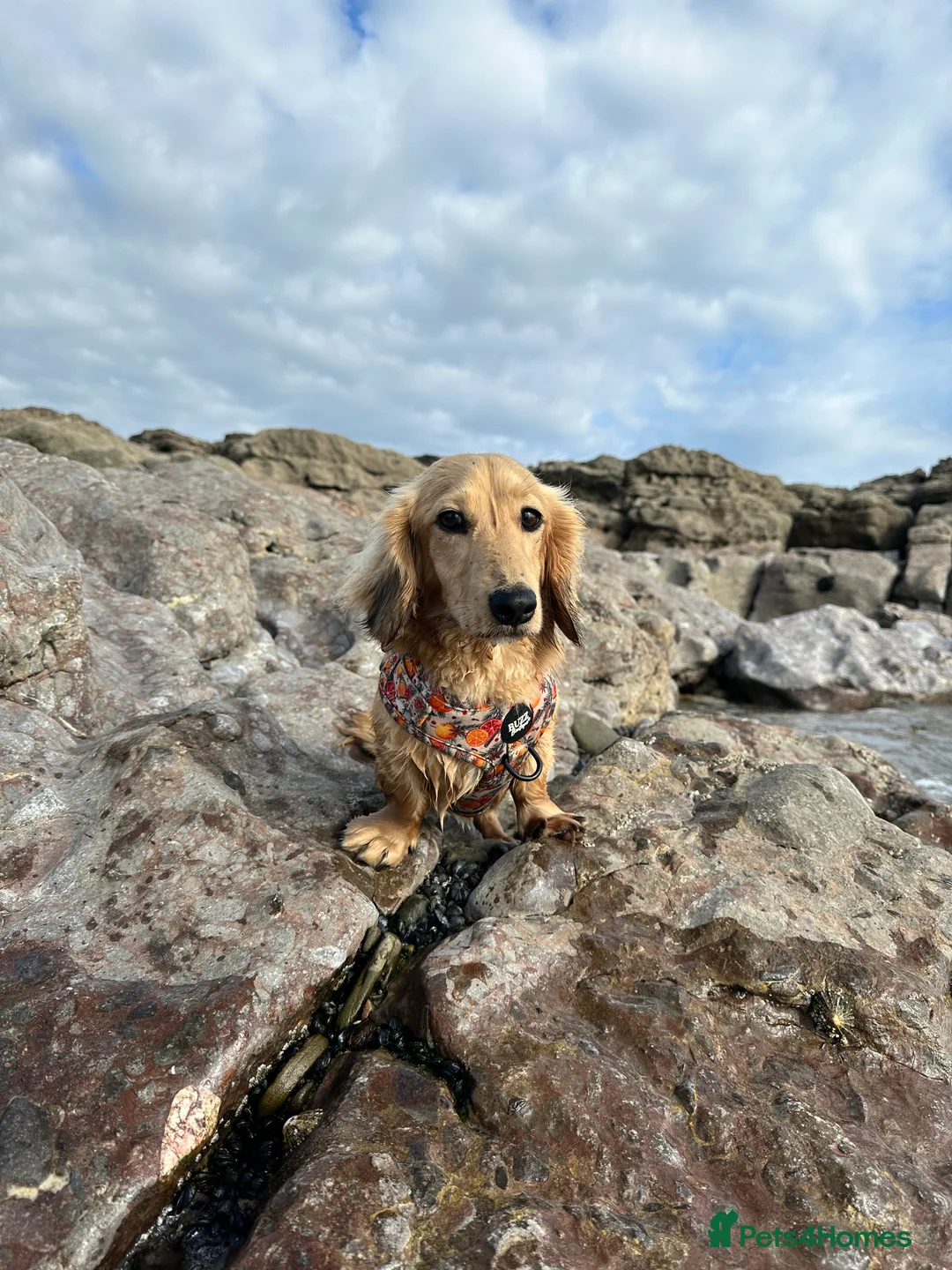 Miniature Dachshund dogs for stud: miniature longhaired dachshund for stud  - Advert 15