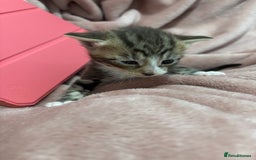 Domestic Shorthair cats for sale: New kittens available now - Image 1