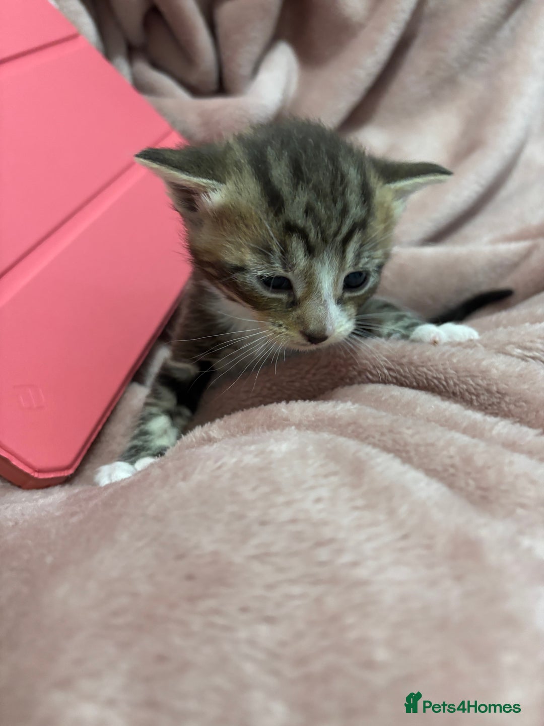 Domestic Shorthair cats for sale: New kittens available now - Image 1