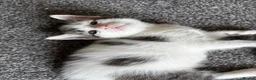 Mixed Breed cats for sale: 4 beautiful kittens, ready today, amazing mix  - Advert 11
