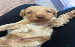 Cockapoo dogs for sale: F1B Cockapoo Puppies - Image 30