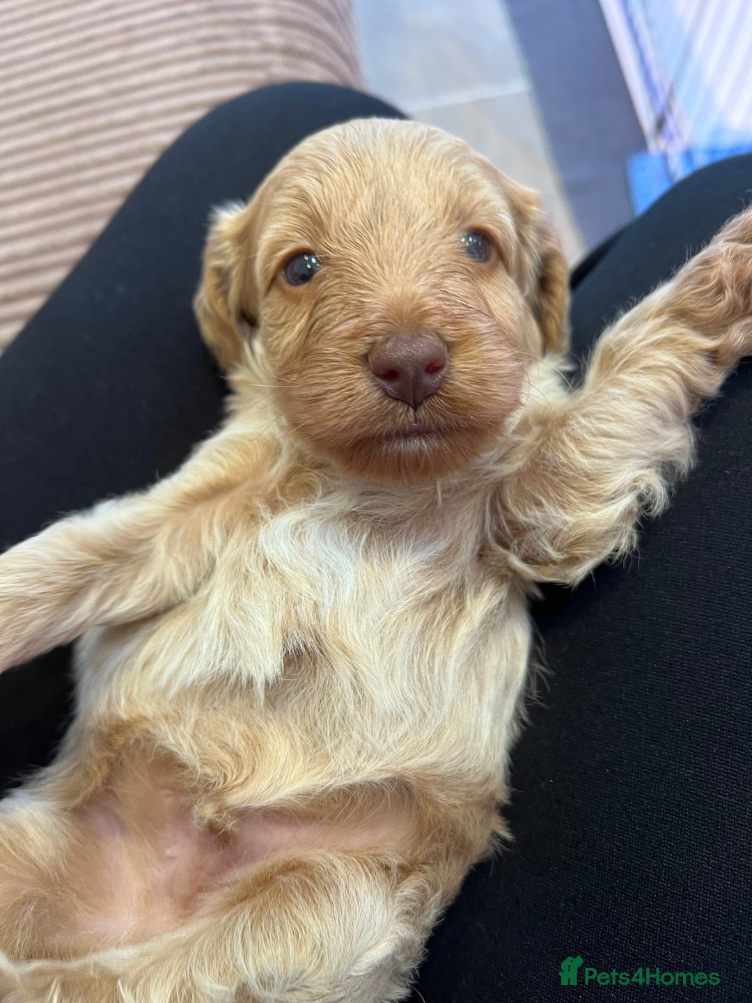 Cockapoo dogs for sale: F1B Cockapoo Puppies - Image 30