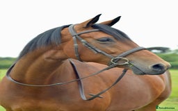Irish Sports horses for sale: Looking for new home - Image 2