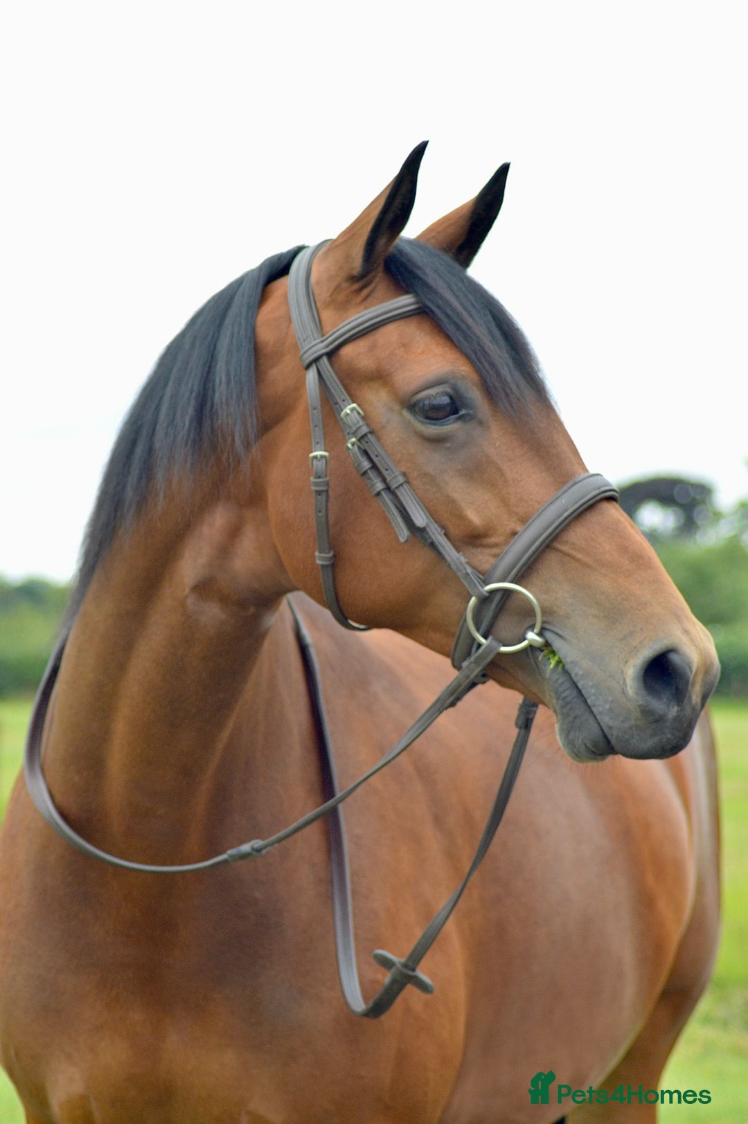 Irish Sports horses for sale: Looking for new home - Image 2